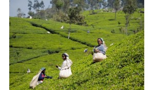 茶叶生产与加工